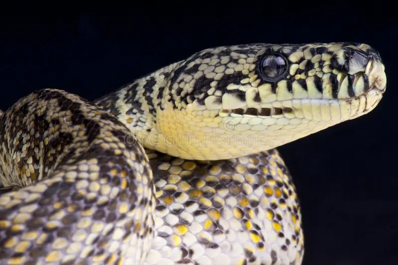 Granite carpet python stock image. Image of predator 20408895