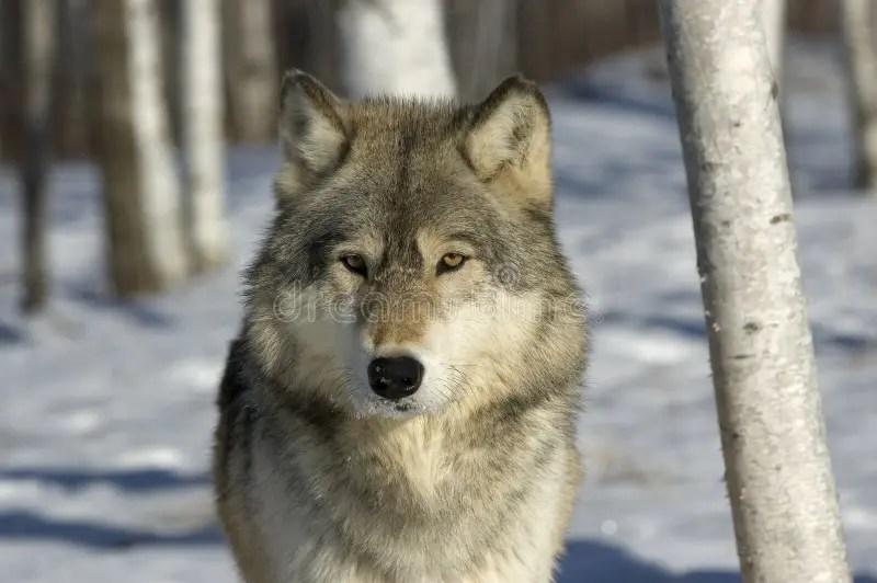 Wolf stock image. Image of animal, wildlife, gray, wolf 5565733