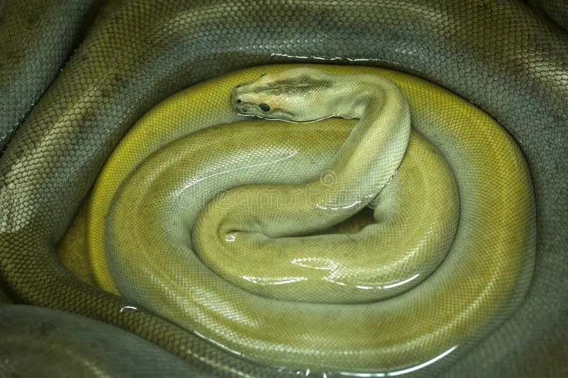 The green burmese python. stock image. Image of burmese 273644341