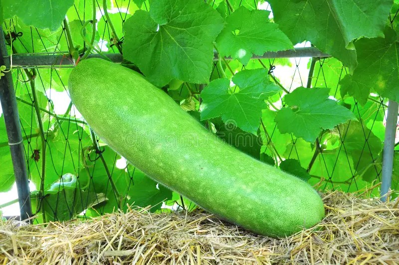Green melon stock photo. Image of fruit, close, fall 22281390