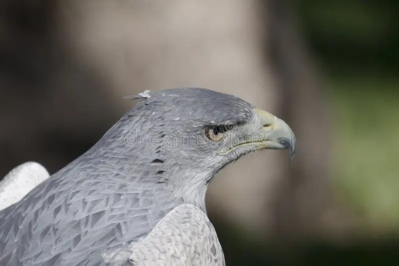 Grey Eagle stock image. Image of eagle, head, hunting 16898489
