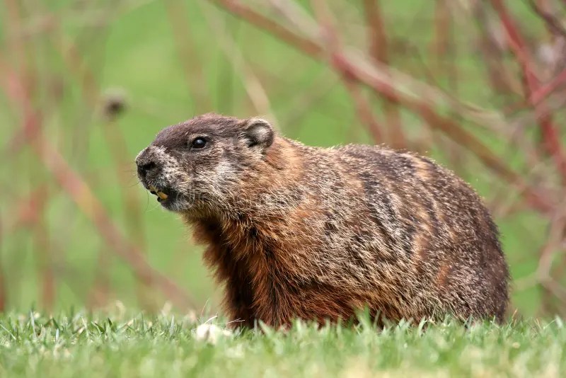Groundhog stock photo. Image of woodchuck, green, face 2339818