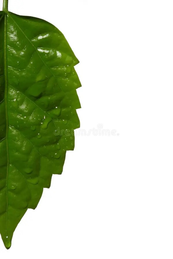 Half Leaf Royalty Free Stock Photos Image 2156198