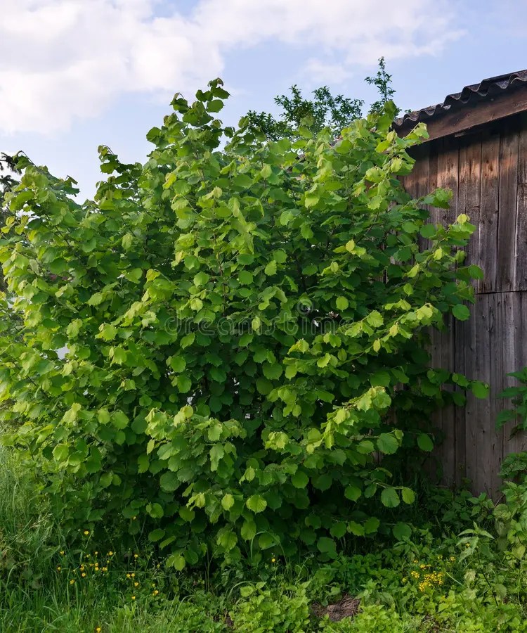 Haselnussbaum stockbild. Bild von haselnussbaum 40880449