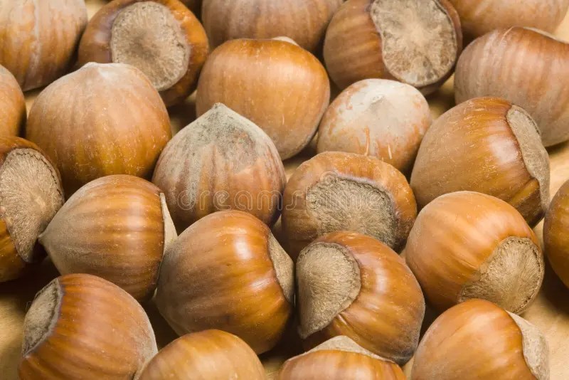 Hazelnuts stock image. Image of nuts, hazelnut, produce 966449