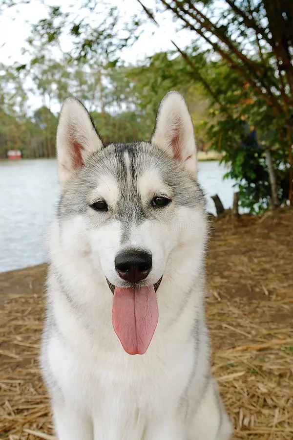 Husky sit stock photo. Image of pure, lake, groomed, posing 10114930