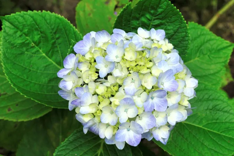 Pink lantana flowers. stock image. Image of aroma, camara 34913435
