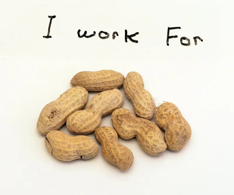 I work for Peanuts stock image. Image of labor, peanuts 469317