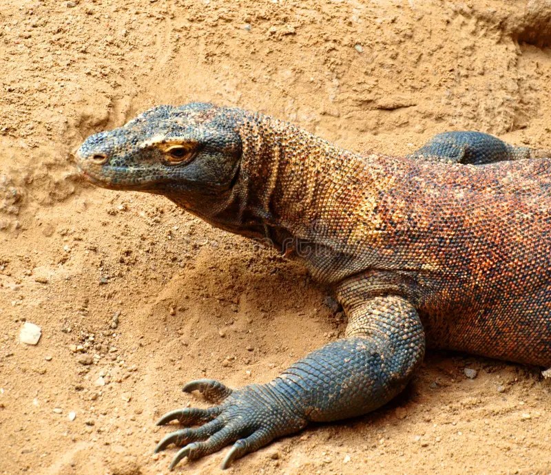 Iguane image stock. Image du île, nature, heureux, mexico