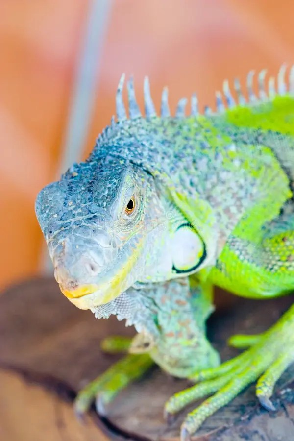 Iguane photo stock. Image du aquarium, lézard, antique