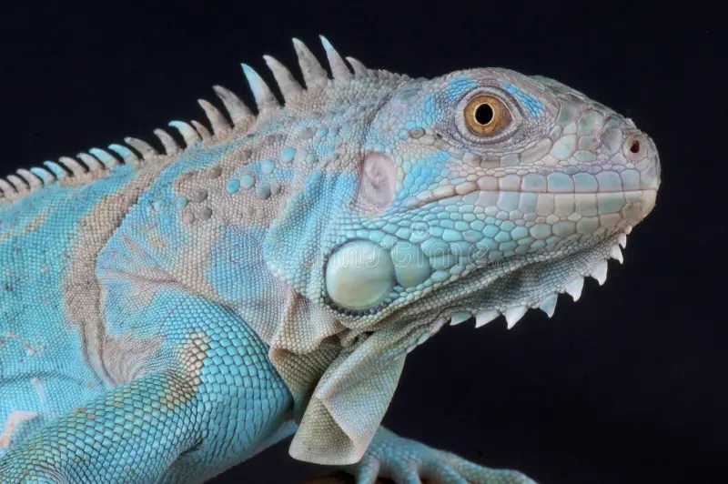Iguane photo stock. Image du lézard, iguane, dragon