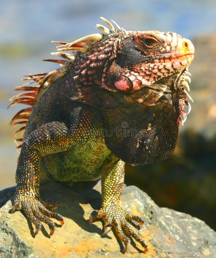 Iguane image stock. Image du désert, caribbean, galapagos