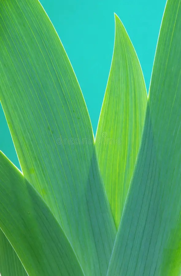 Iris leaf stock image. Image of plant, iris, light, flower 13432405