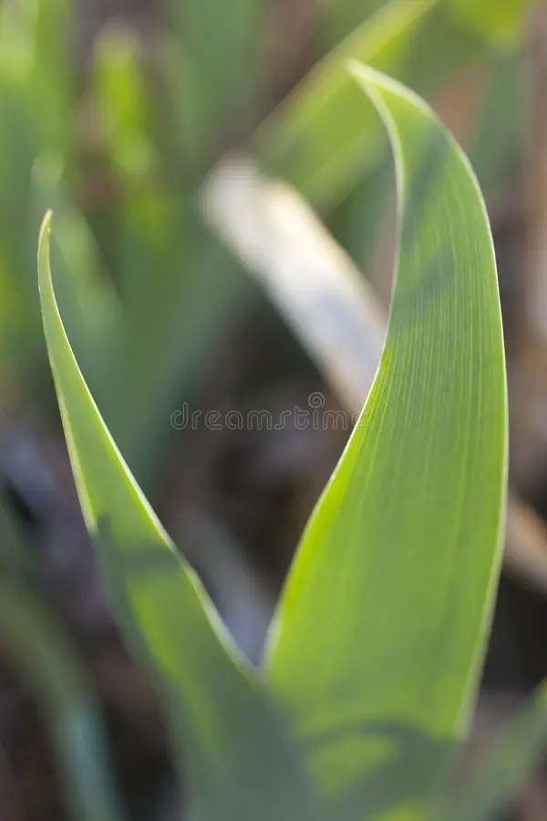 Iris Leaf stock foto. Image of nave, naughty, wetenschap 39784242