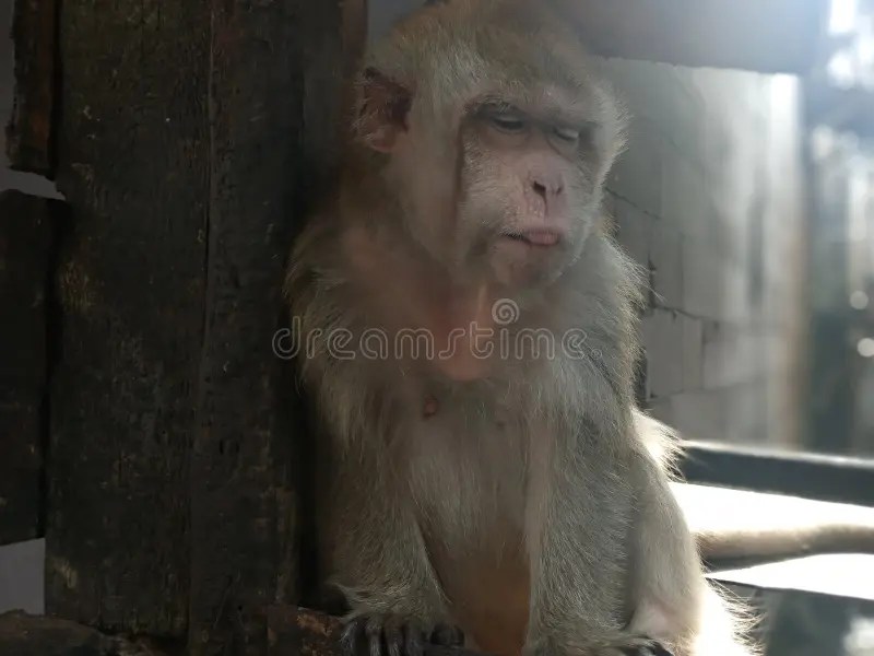 Java Monkey stock image. Image of animal, java, indonesia 225433617