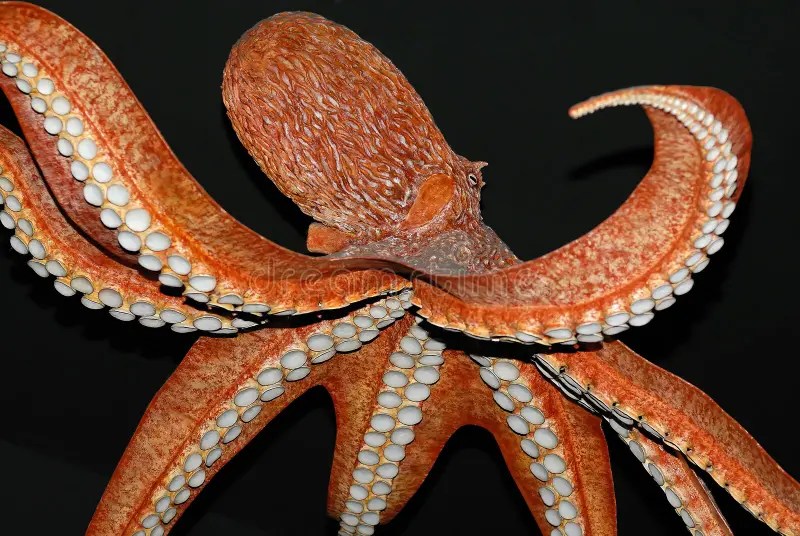 Riesige pazifische Krake 3 stockfoto. Bild von krake, pazifische 9487100