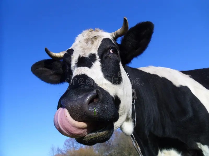 Kuhkopf stockfoto. Bild von haushalt, tiere, halten