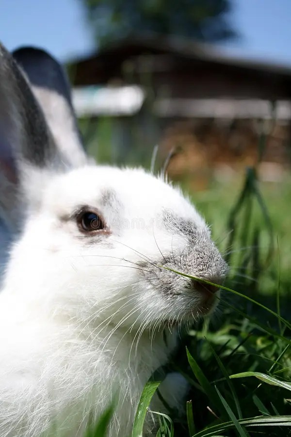 Lapin photo stock. Image du jardin, blanc, doux, petit
