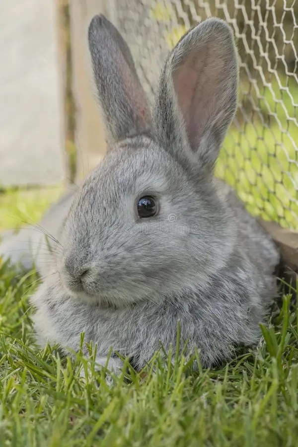 Lapin gris photo stock. Image du gris, lapin 41478624