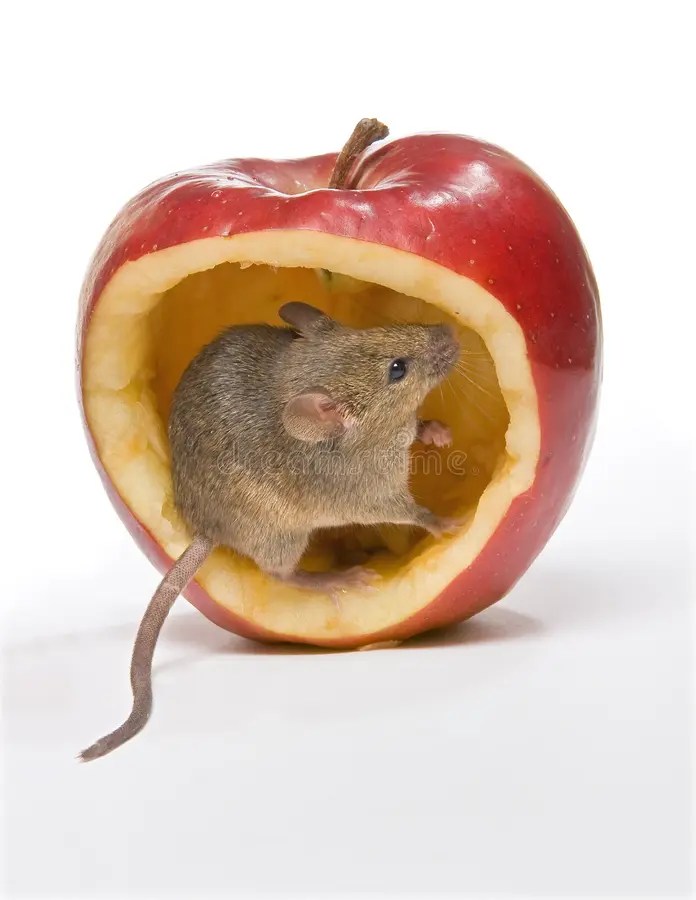 Mouse Bite Stock Images Download 623 Royalty Free Photos