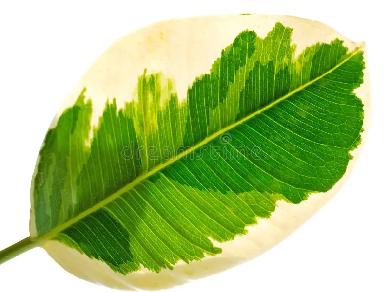 Leaf stock photo. Image of botanical, nature, freshness 96613568