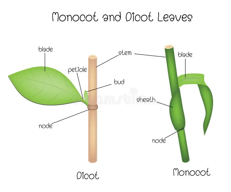 Monocot and Dicot Leaves stock vector. Illustration of monocotyledon