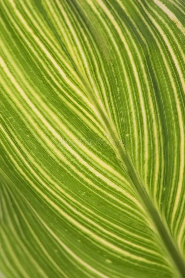 Leaf abstract stock photo. Image of plant, veins, lines 475558