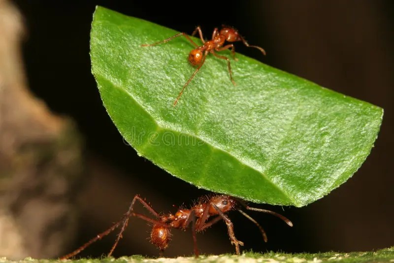 Leafcutting Ants Royalty Free Stock Photo Image 9369185