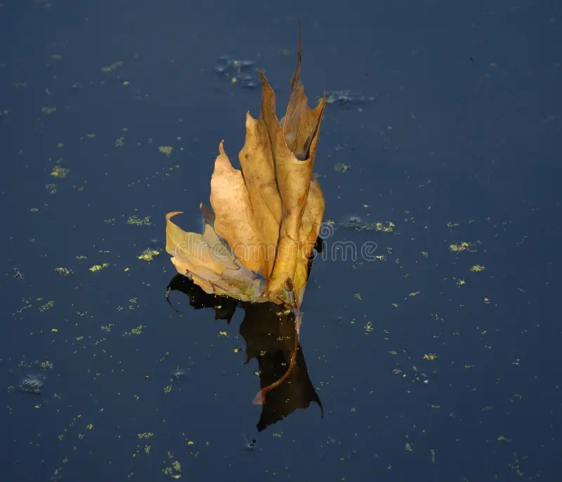 Leaf on river stock image. Image of fall, autumn, decay 3361663