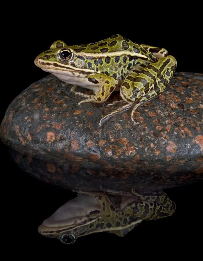 Leopard frog in pond stock image. Image of frog, animal 14453359