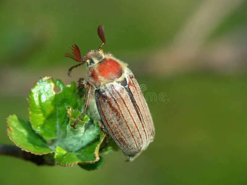 The maybug. stock photo. Image of scarabaeidae, summer 482860