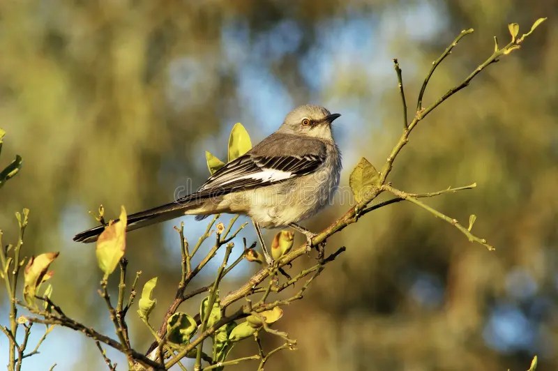 Mockingbird 1 stock photo. Image of leaves, birds, mockingbird 463116