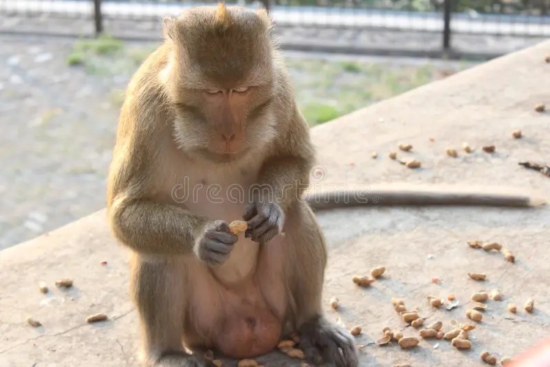 Monkey eats nuts stock photo. Image of green, macro 120056304