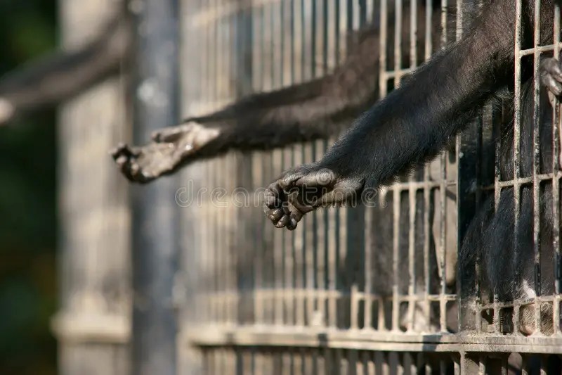 Monkey hands stock image. Image of prison, finger, mammals 22197845