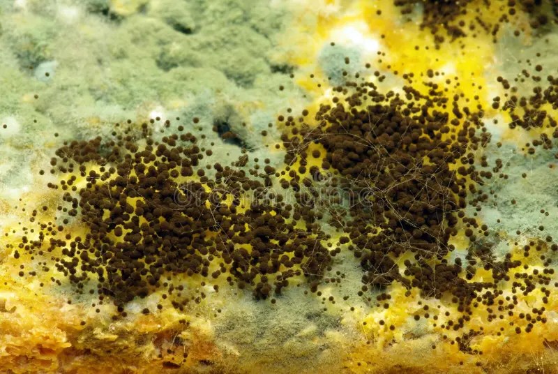 Mould on bread stock image. Image of fungus, macro, organic 17408183