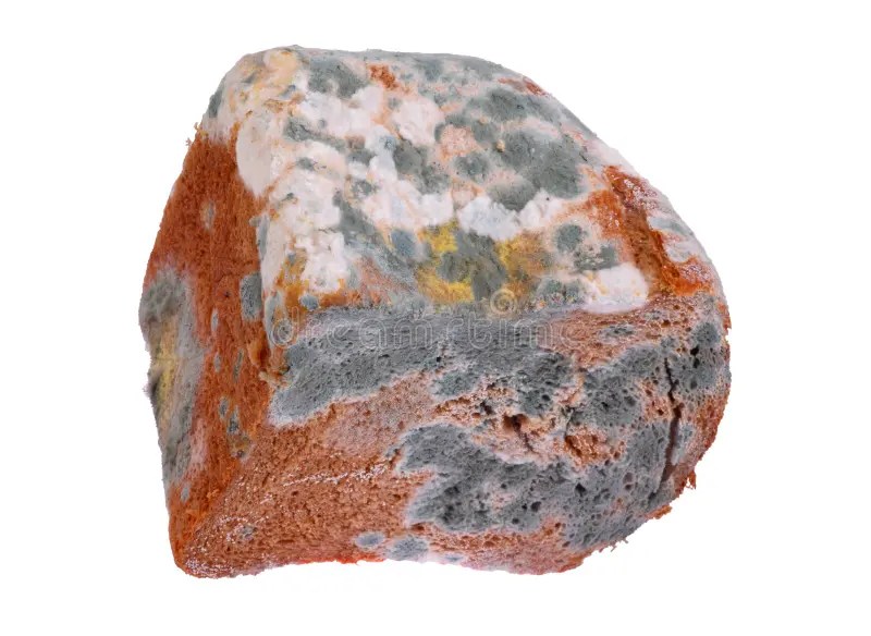 Mouldy Bread stock image. Image of background, image