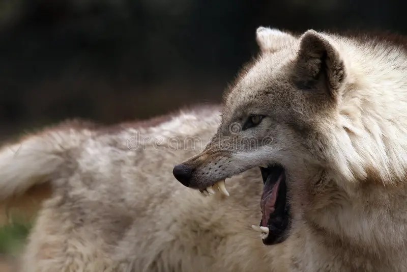 Wolf Snarling Stock Images Download 104 Royalty Free Photos