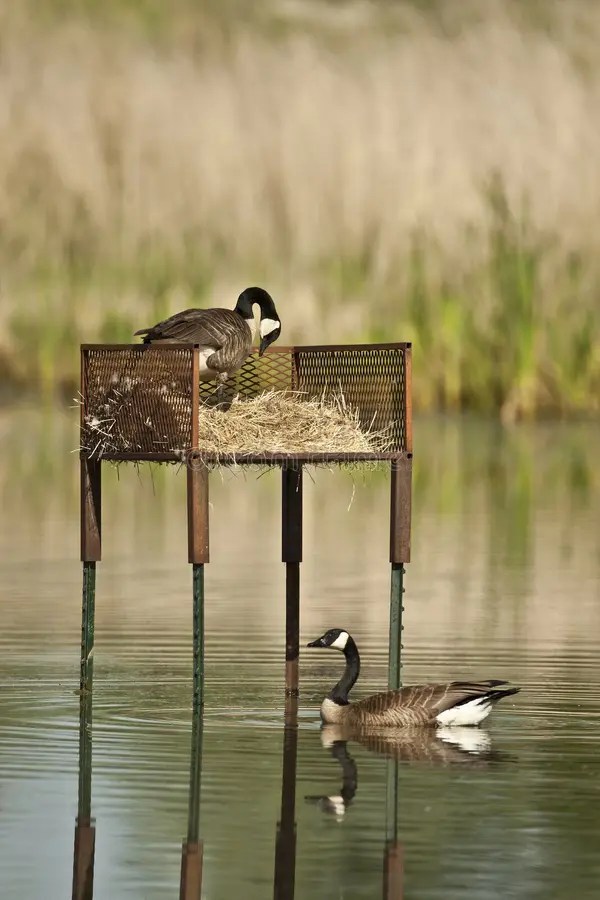 Nesting Boxes stock photo. Image of marsh, goose, fields 29249272