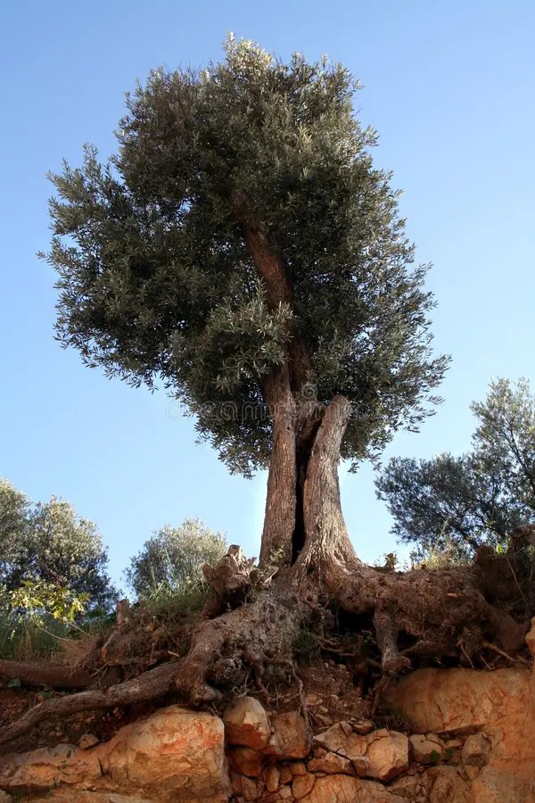 Olive tree and roots stock image. Image of oliva,