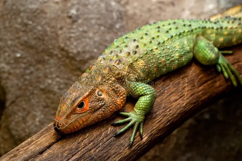 Orange Headed Lizard Royalty Free Stock Photos Image
