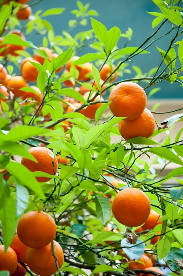 Orange Tree stock photo. Image of fruit, tasty, natural 24820366