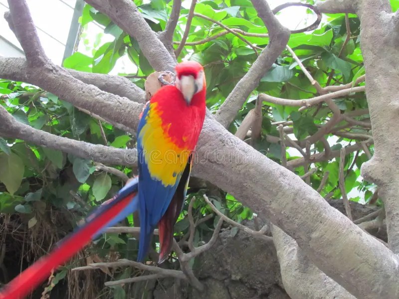 Parrot In A Tree Picture. Image 2283877