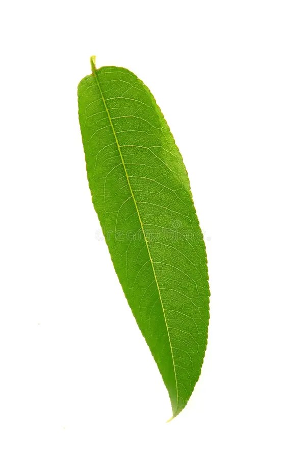 Peach leaf stock photo. Image of leaf, barium, october 10223898