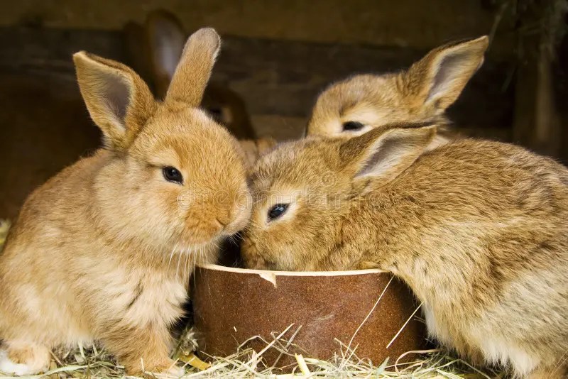 Famille de lapins de lapin image stock. Image du intérieur
