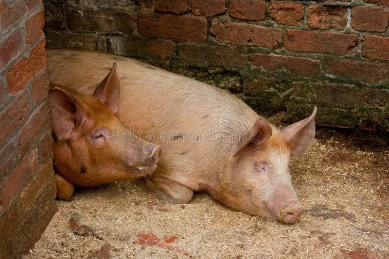 Pigs In A Pigsty Stock Photos Image 15744673
