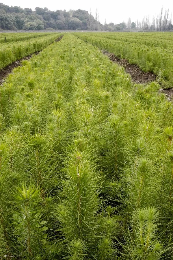 333 Radiata Pine Stock Photos Free & RoyaltyFree Stock Photos from