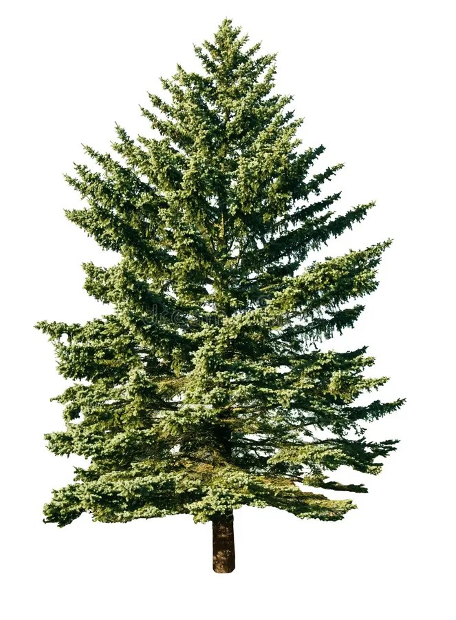 Pine tree stock photo. Image of pine, white, forest, green 11802068