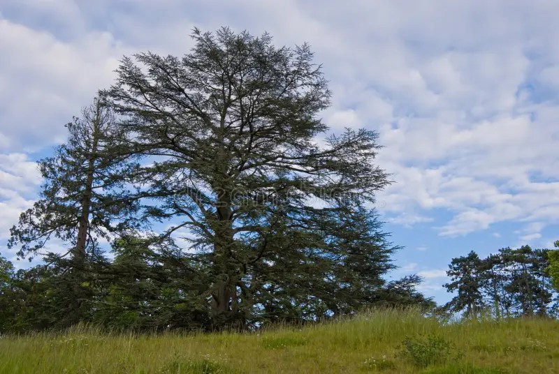 Pine Tree Free Stock Photos & Pictures, Pine Tree RoyaltyFree and