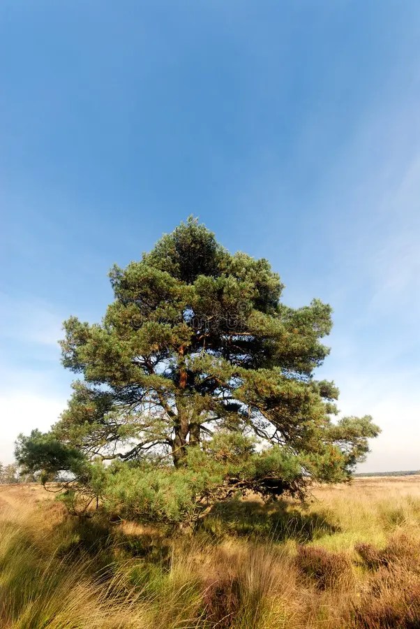 Pine Tree Free Stock Photos & Pictures, Pine Tree RoyaltyFree and