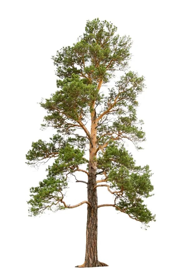 4,600+ White pine tree Free Stock Photos StockFreeImages
